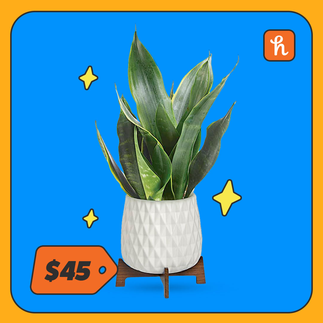 Snake Plant in white pot 